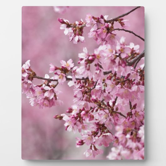 Plaque Photo Sakura Cherry Blossoms Pastel Pink Layers (Devant)