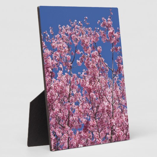 Plaque Photo Sakura Cherry Fleurit Dans Le Bleu (Côté)