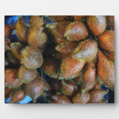 Plaque Photo Salak [Fruit de serpent] (Devant)