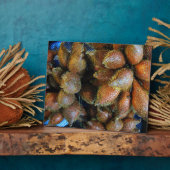 Plaque Photo Salak [Fruit de serpent] (Côté)