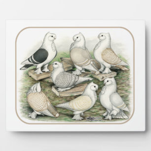 Plaque Photo Satinettes de pigeons de frill classique