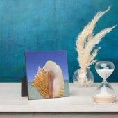Plaque Photo Sea shell Close (Insitu)