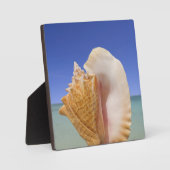 Plaque Photo Sea shell Close (Recto)