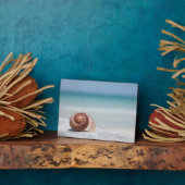 Plaque Photo Seashell | Saint-Pétersbourg, Floride (Côté)