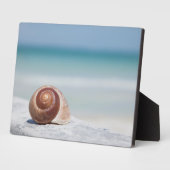 Plaque Photo Seashell | Saint-Pétersbourg, Floride (Côté)