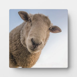 Plaque Photo Selfie de mouton amusant