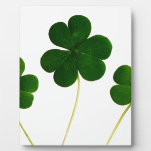 Plaque Photo shamrock Jour de la Saint Patrick