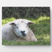 PLAQUE PHOTO SHEEP (Devant)