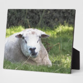 PLAQUE PHOTO SHEEP (Côté)