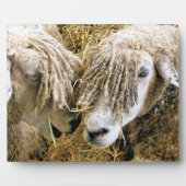 PLAQUE PHOTO SHEEP (Devant)