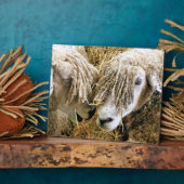 PLAQUE PHOTO SHEEP (Côté)