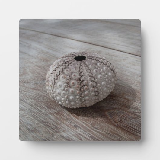 Plaque Photo Shell On Top Of A Wooden Table (Devant)
