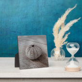 Plaque Photo Shell On Top Of A Wooden Table (Insitu)