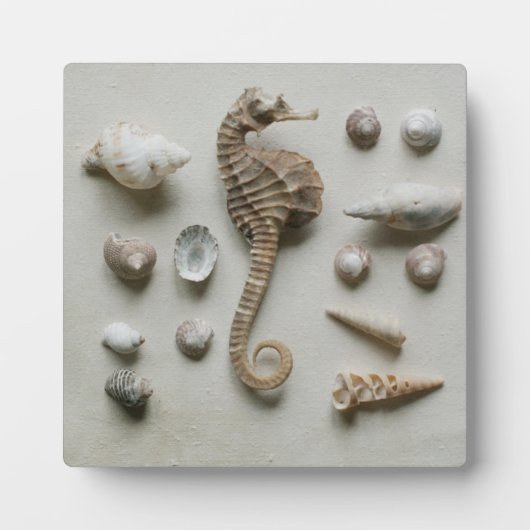 Plaque Photo Shells (Devant)