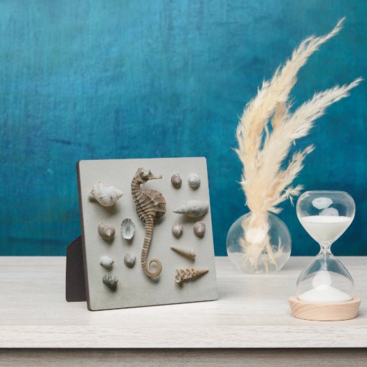 Plaque Photo Shells (Insitu)