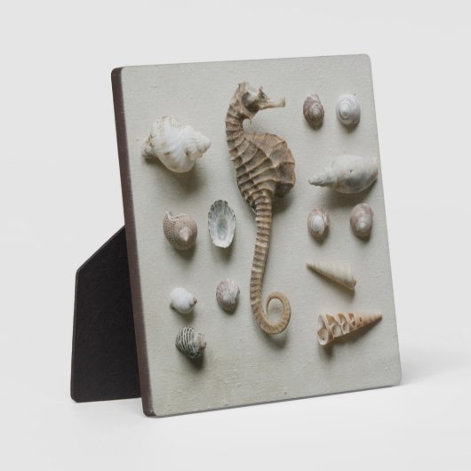 Plaque Photo Shells (Recto)