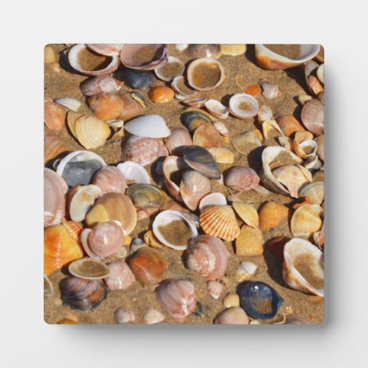 Plaque Photo Shells On A Sandy Beach | Andalusia, Spain (Devant)