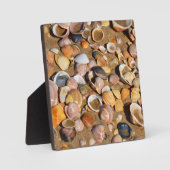 Plaque Photo Shells On A Sandy Beach | Andalusia, Spain (Recto)