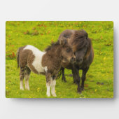 Plaque Photo Shetland Pony mère et progéniture (Devant)