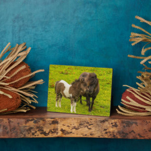 Plaque Photo Shetland Pony mère et progéniture