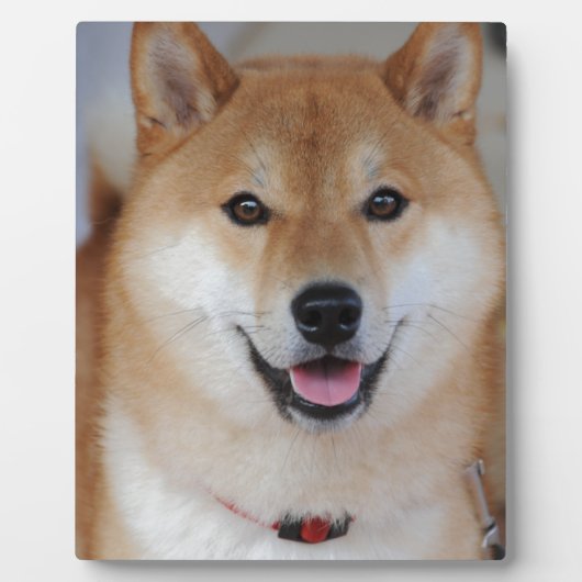 Plaque Photo Shiba inu (Devant)