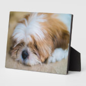 Plaque Photo Shih Tzu (Côté)