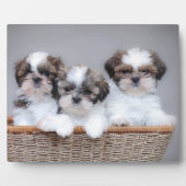 Plaque Photo Shih Tzu puppies (Devant)