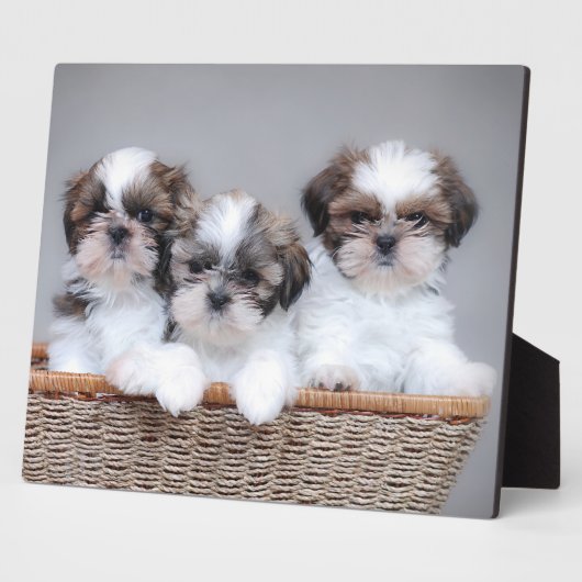 Plaque Photo Shih Tzu puppies (Côté)