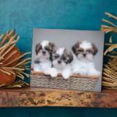 Plaque Photo Shih Tzu puppies (Côté)