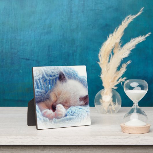 Plaque Photo Siamese Kitten Paws dormant (Insitu)