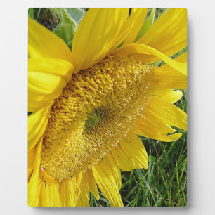 Plaque Photo Soleil brillant
