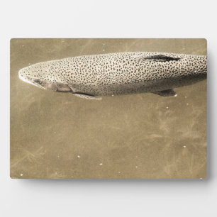 Plaque Photo Speckles