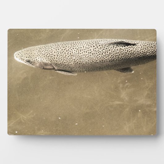 Plaque Photo Speckles (Devant)