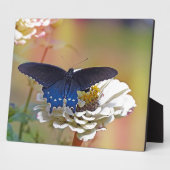 Plaque Photo Spicebush Swallower (Côté)