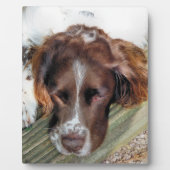PLAQUE PHOTO SPRINGER SPANIEL ANGLAIS (Devant)