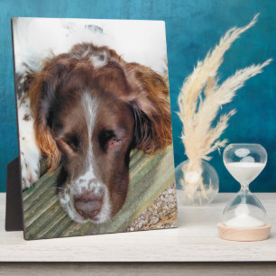 PLAQUE PHOTO SPRINGER SPANIEL ANGLAIS