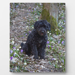Plaque Photo Springer Spaniel Anglais noir