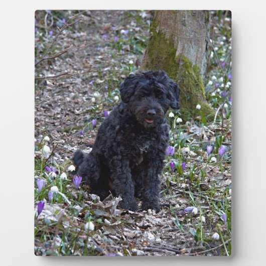 Plaque Photo Springer Spaniel Anglais noir (Devant)