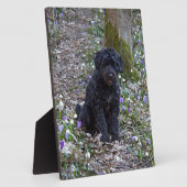 Plaque Photo Springer Spaniel Anglais noir (Côté)