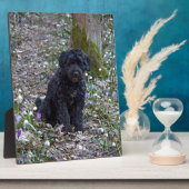 Plaque Photo Springer Spaniel Anglais noir (Côté)