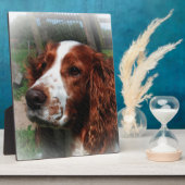 Plaque Photo Springer Spaniel Chien Art (Côté)