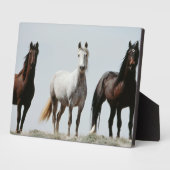Plaque Photo Stallions sauvages (Côté)