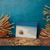 Plaque Photo Strawberry Hermit Crab | Coenobita Perlatus (Côté)