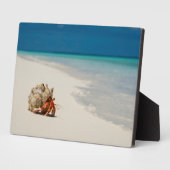 Plaque Photo Strawberry Hermit Crab | Coenobita Perlatus (Côté)