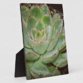 Plaque Photo Succulent, poules et poulets (Côté)