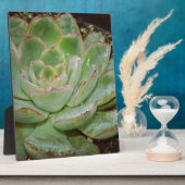 Plaque Photo Succulent, poules et poulets (Côté)