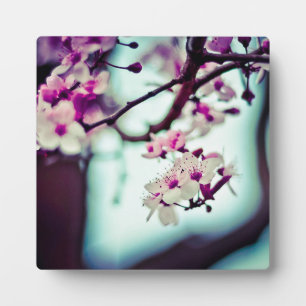 Plaque Photo Succursale en fleurs de cerisier