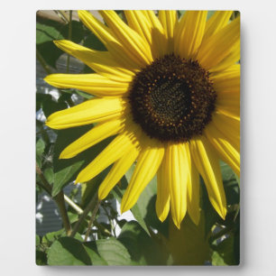 Plaque Photo Sunshine Sunflower