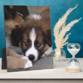 Plaque Photo Super mignonne Chien Australien (Côté)