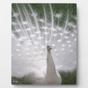 Plaque Photo Superbe blanc Peacock ( Paon) plein plume